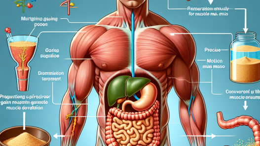 Cómo responde el sistema digestivo a Preparativos para ganar masa muscular