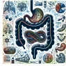 Dificultades digestivas con Yohimbine chlorine: soluciones