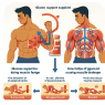 Cómo afecta Apoyo a la glucosa a la sensación de fatiga muscular